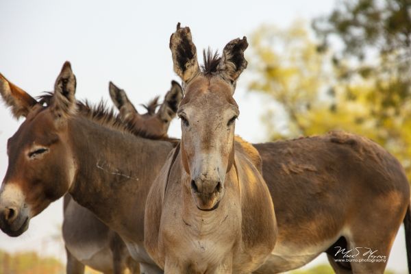 Burro, Wiki Herois