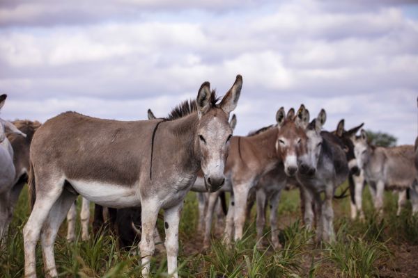 Burro, Wiki Herois