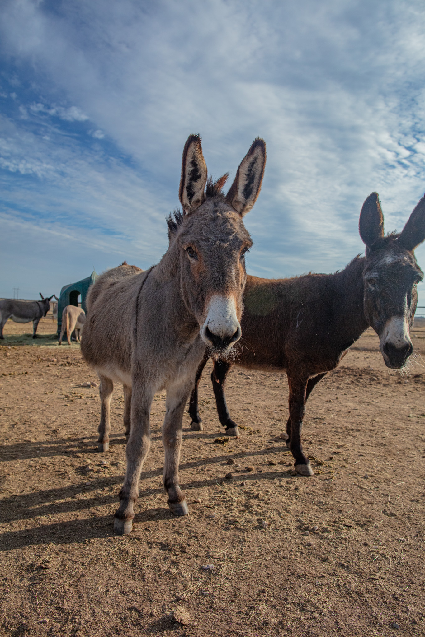 The Reality of Donkeys Housed With Other Livestock