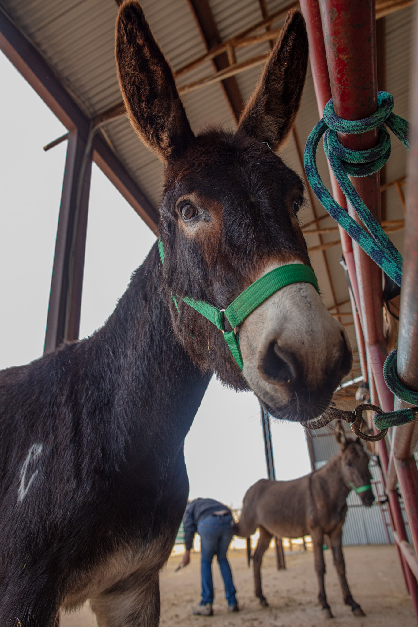 What Do You Do With Donkeys?