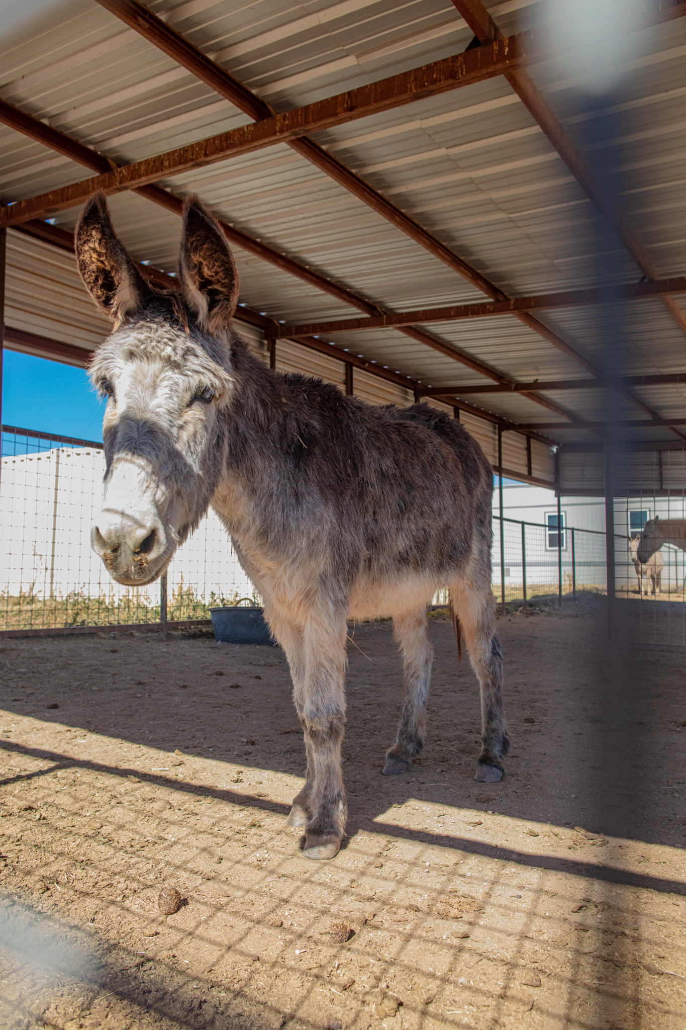 The Importance of Shelter and Appropriate Fencing for Donkeys