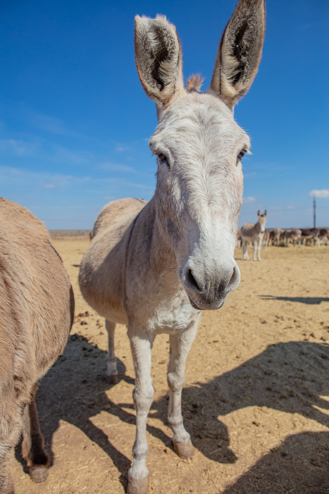 Can Donkeys Get Sand Colic?