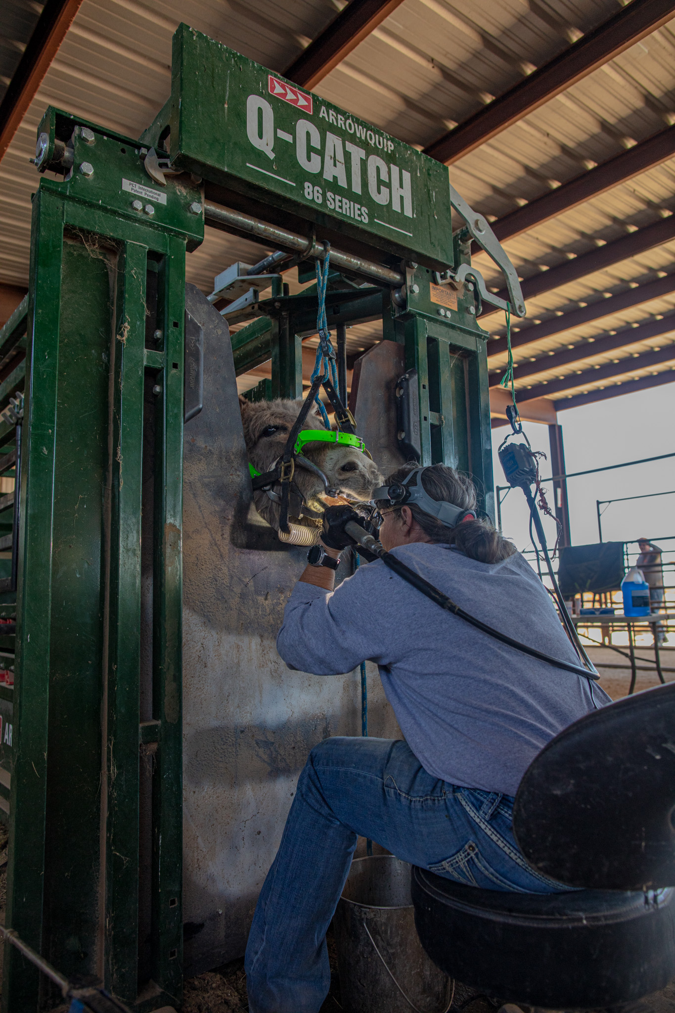 The Importance of Donkey Dentals