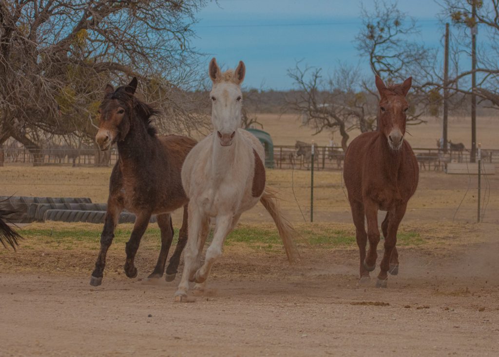Three mules located at Peaceful Valley Donkey Rescue headquarters in Texas. Photo by Ashtin Wade