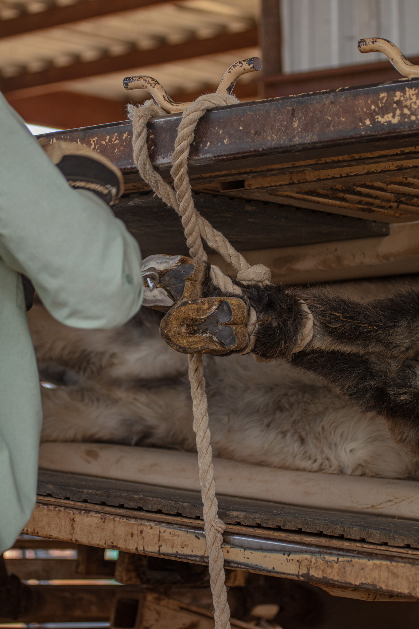 Donkey Hoof Care: Preventing Thrush, Whiteline, Abscesses, and Other Issues