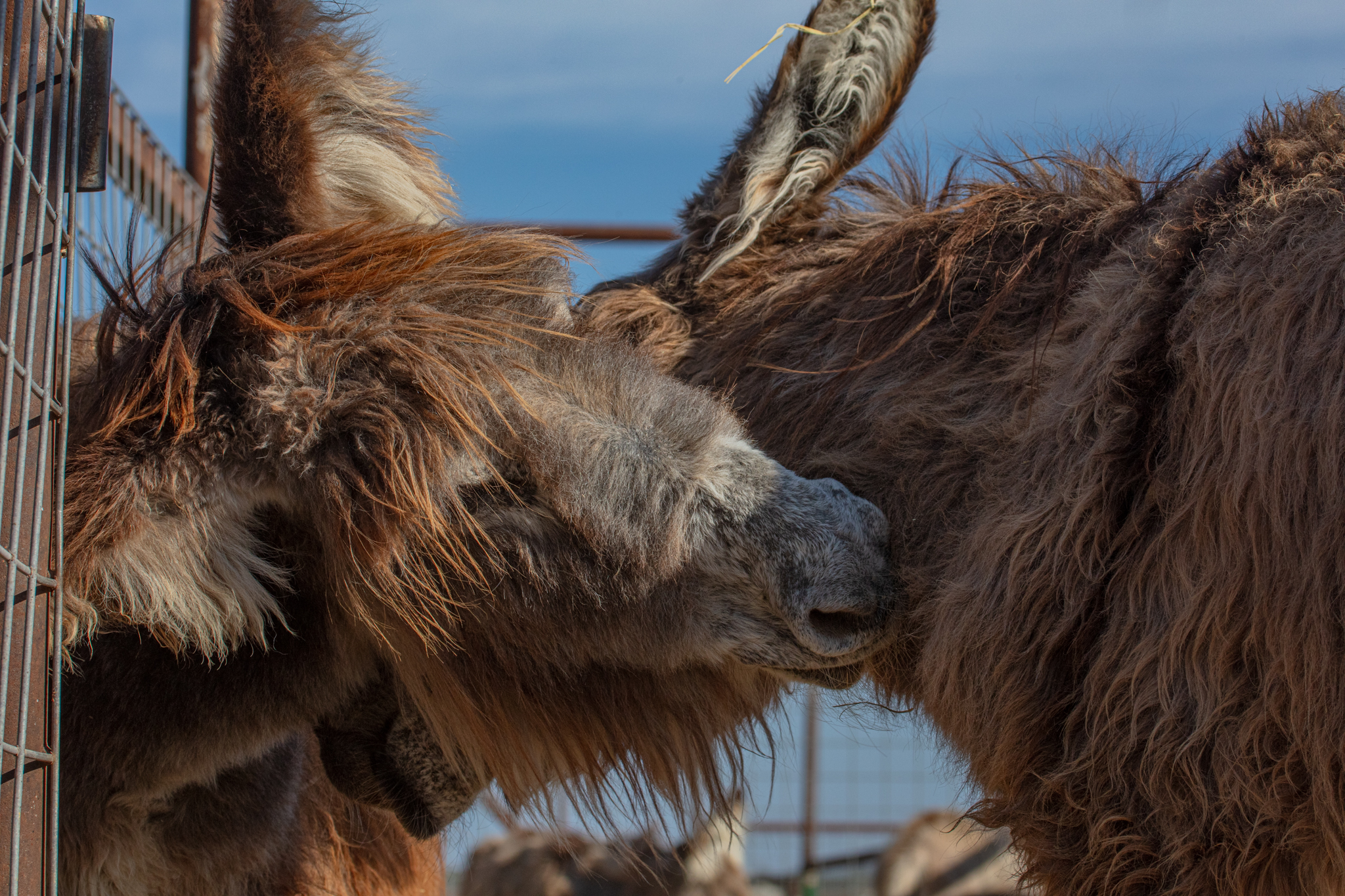 Why Donkeys Need to Live with Other Donkeys