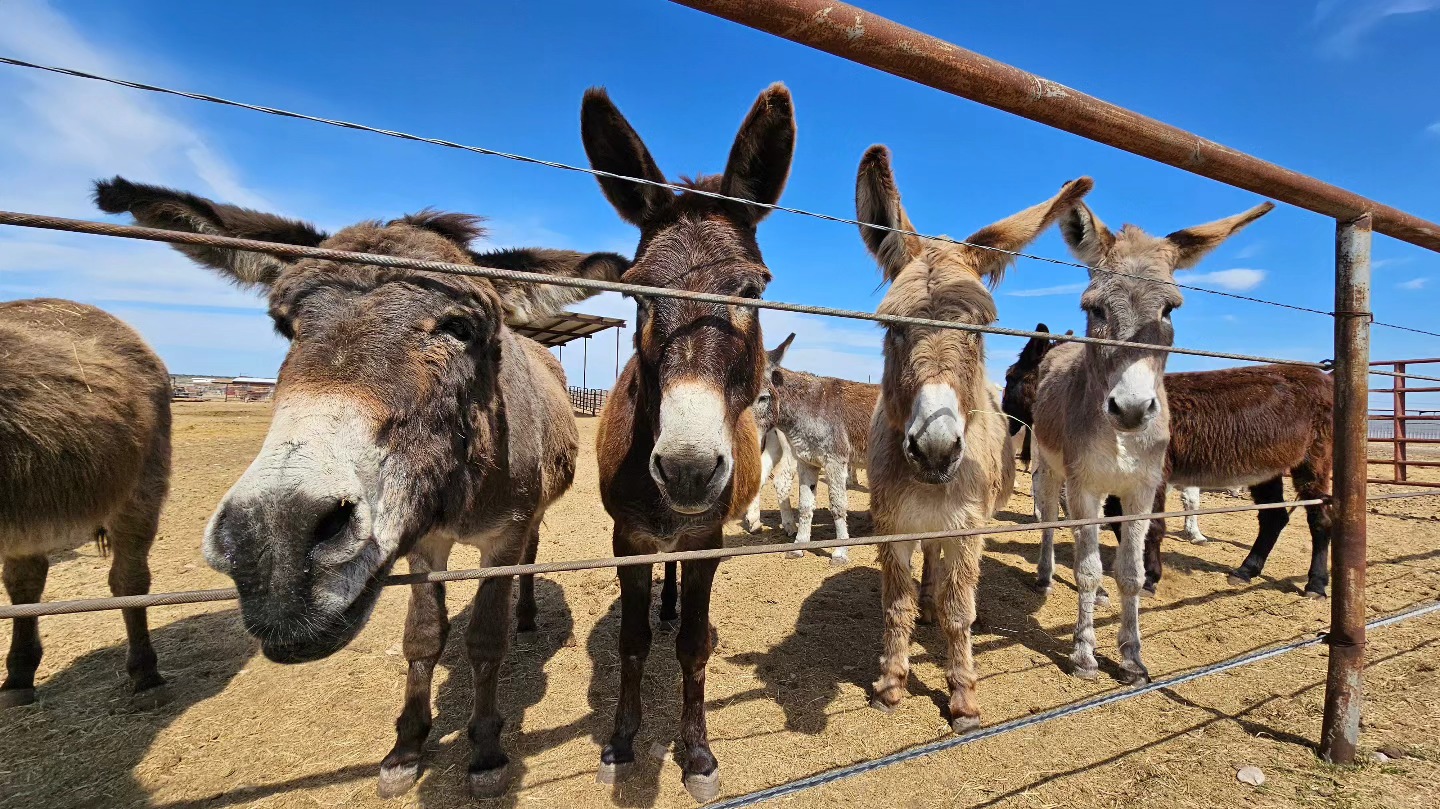 The Case for Castrating Jack Donkeys