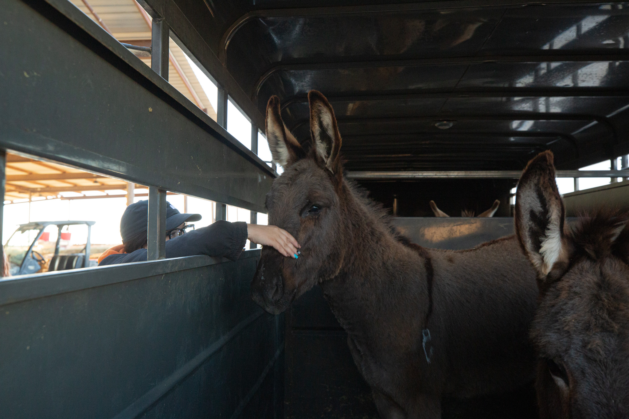 Donkey First Aid and Emergency Care: A Beginners Guide