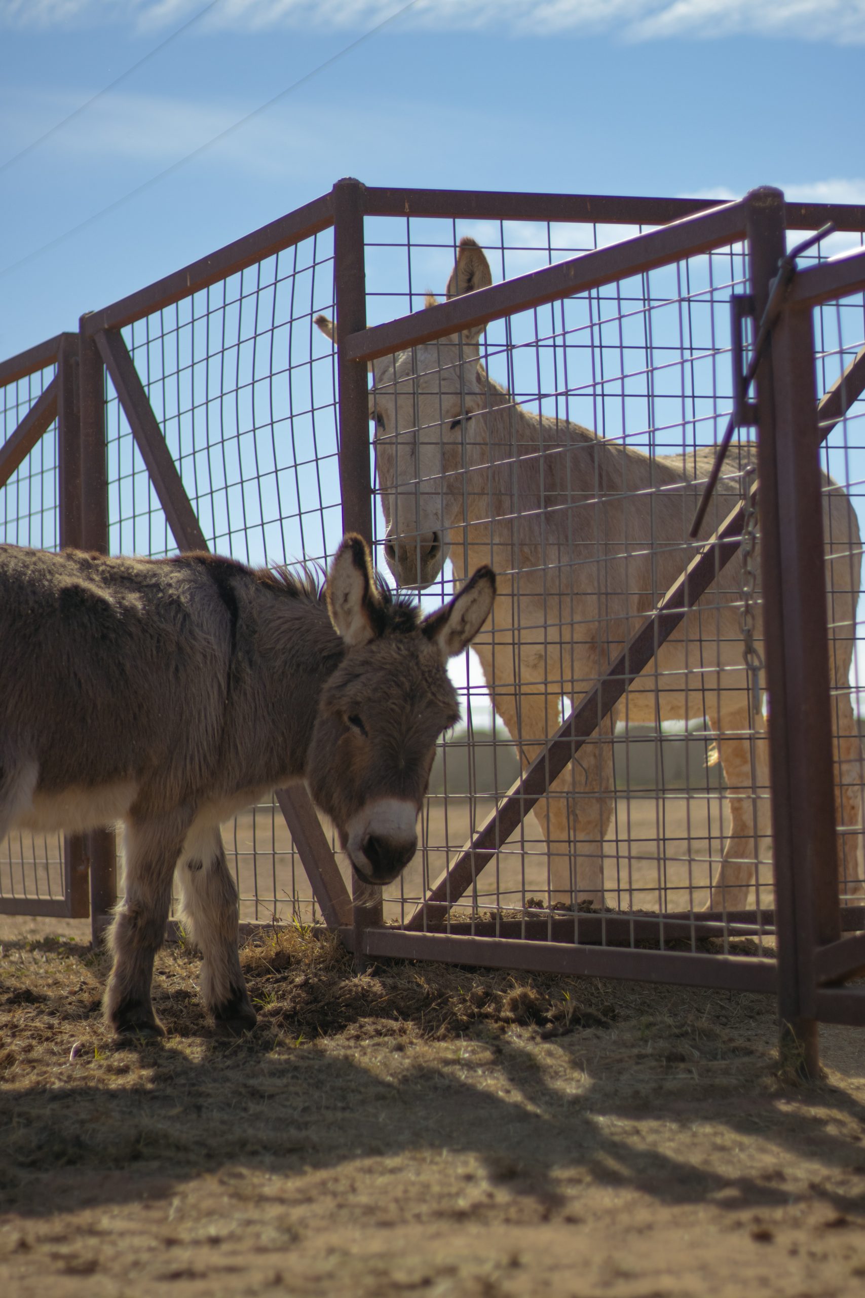 Housing Donkeys and Horses Together: A Comprehensive Guide