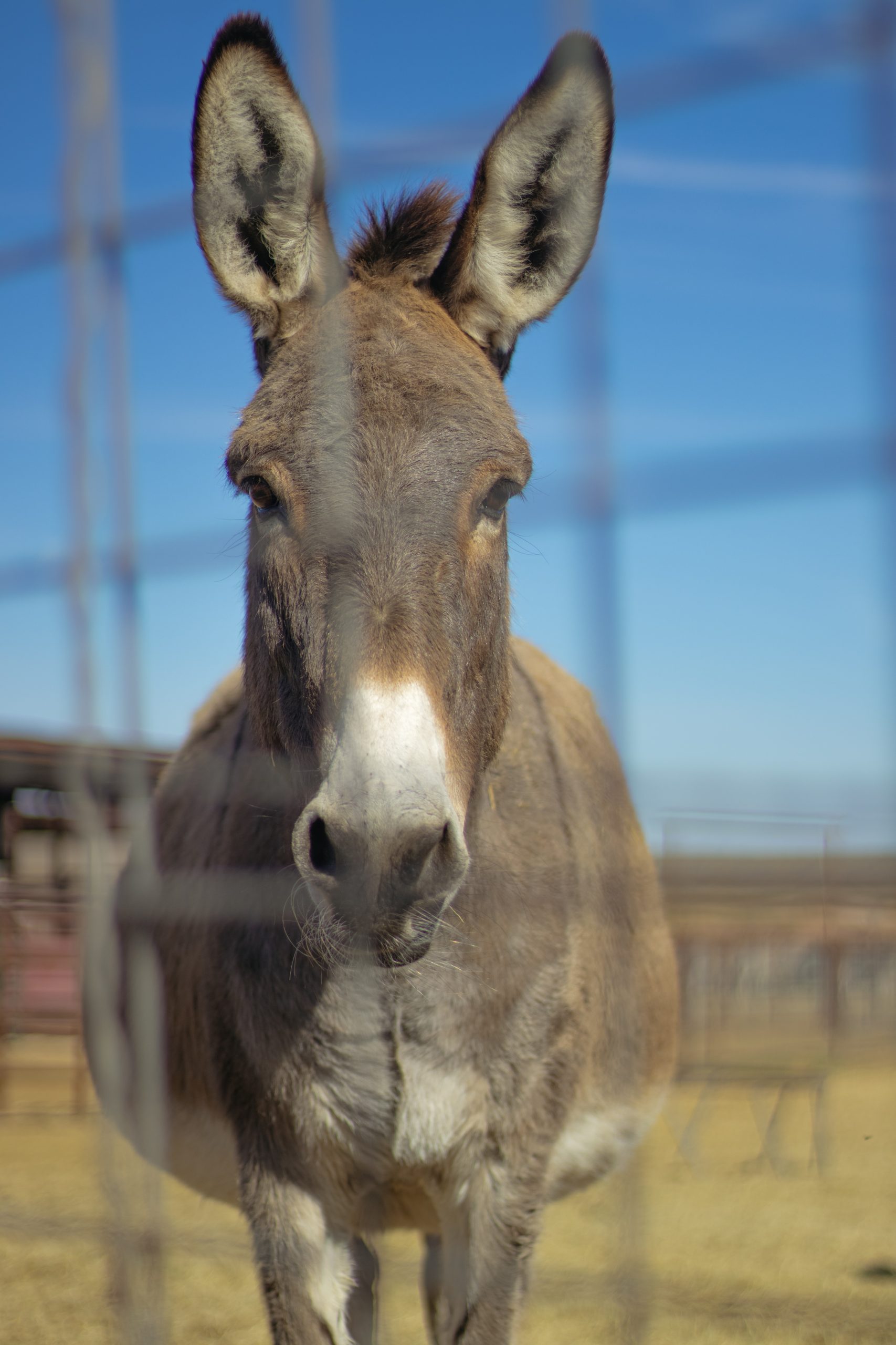 The Pros and Cons of Clipping Donkeys’ Coats