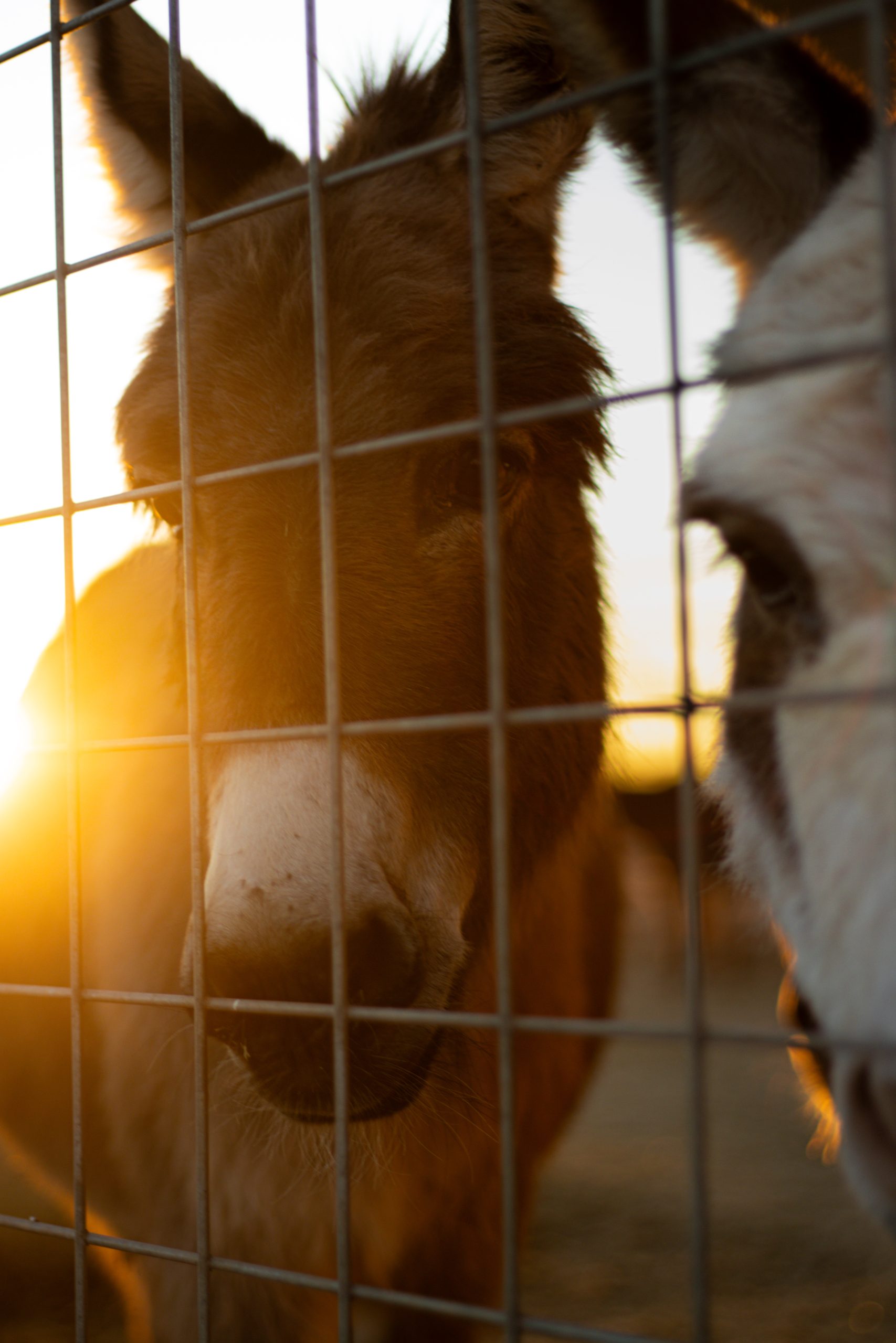 Top 12 Donkey New Year’s Resolutions