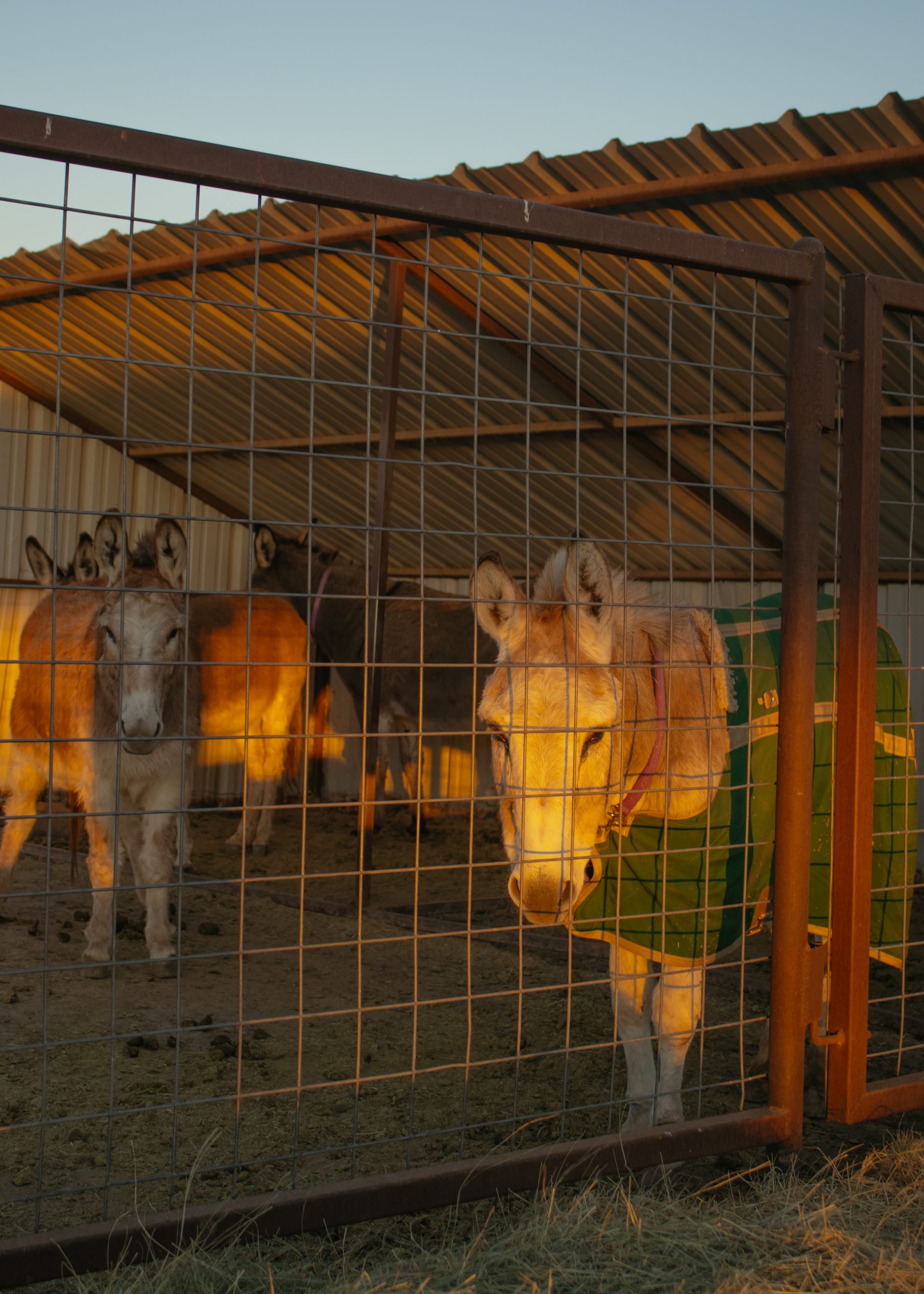 The Complete Guide to Blanketing Donkeys: When, Why, and How to Do It Right