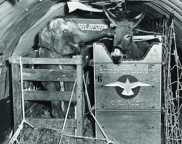 Elephant and Donkey gifted to David Eisenhower, the grandson of Dwight D. Eisenhower, from Spain’s Foreign Minister Alberto Martin-Artajo. The elephant was headed to the Republican convention to be used as a prop on the campaign trail.