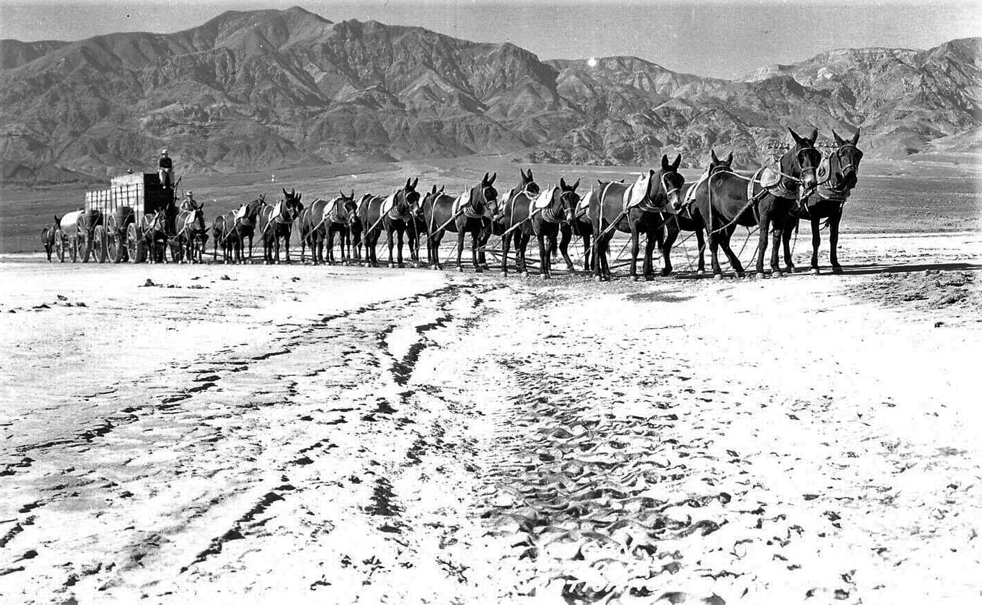 20 Mule Borax Team in the Death Valley